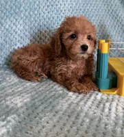 Lance, a male Poodle - Toy  for sale in Nichols Hills, OK – Photo 3 of 4