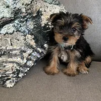 Lance, a male Yorkshire Terrier for sale in Nichols Hills, OK – Photo 6 of 7