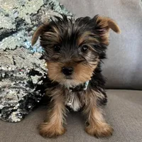 Lance, a male Yorkshire Terrier for sale in Nichols Hills, OK – Photo 3 of 7
