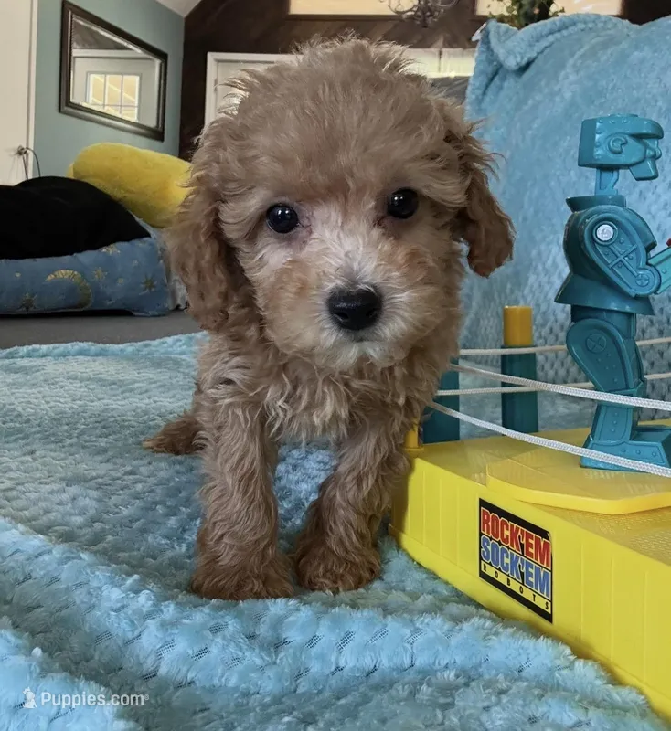 Lance – Poodle - Toy  puppy for sale in Nichols Hills, OK