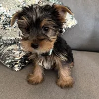 Lance, a male Yorkshire Terrier for sale in Nichols Hills, OK – Photo 2 of 7