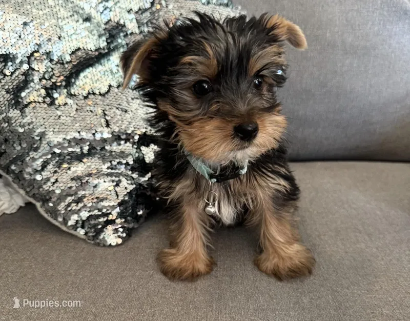 Lance, a male Yorkshire Terrier for sale in Nichols Hills, OK – Photo 1 of 7