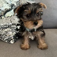 Lance, a male Yorkshire Terrier for sale in Nichols Hills, OK – Photo 1 of 7