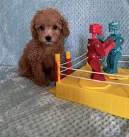 Lance, a male Poodle - Toy  for sale in Nichols Hills, OK – Photo 2 of 4