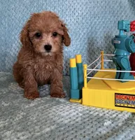 Lance, a male Poodle - Toy  for sale in Nichols Hills, OK – Photo 4 of 4