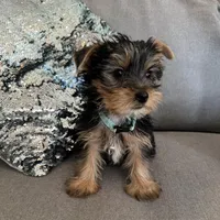 Lance, a male Yorkshire Terrier for sale in Nichols Hills, OK – Photo 4 of 7