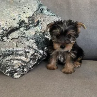 Lance, a male Yorkshire Terrier for sale in Nichols Hills, OK – Photo 7 of 7