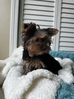 Cosmo, a male Yorkshire Terrier for sale in Colorado Springs, CO – 4 of 5