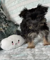 Snuggles, a male Yorkshire Terrier for sale in Stillwater, OK – 2 of 6
