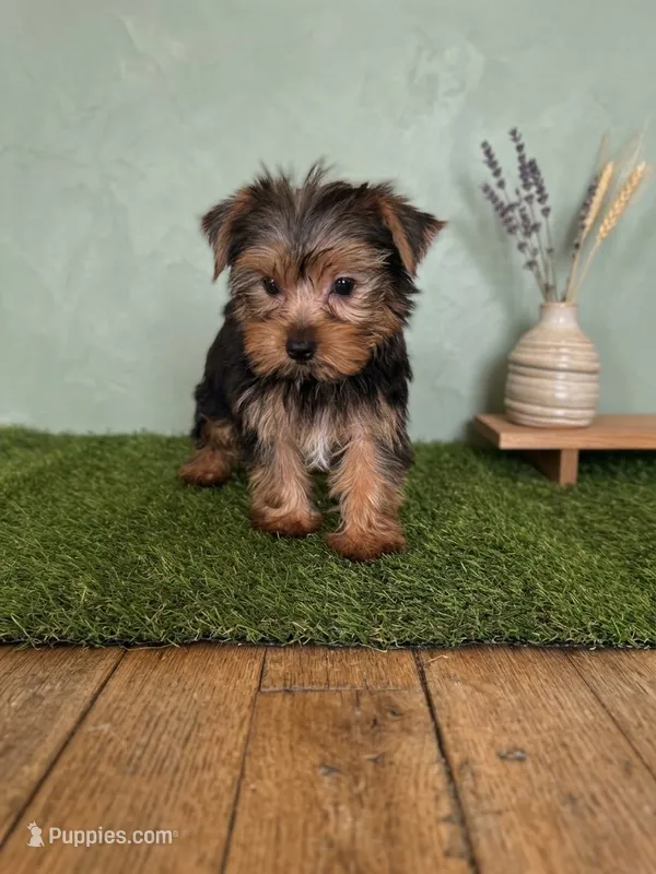 Chance – Yorkshire Terrier puppy for sale in Stillwater, OK