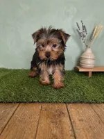 Chance, a male Yorkshire Terrier for sale in Stillwater, OK – 1 of 1