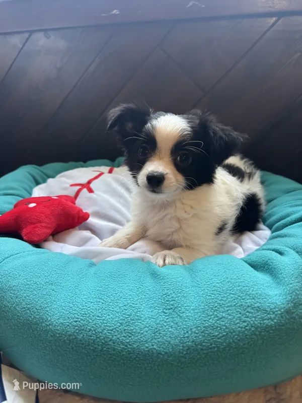 Tito – Chihuahua puppy for sale in Nichols Hills, OK