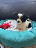 Tito, a male Chihuahua for sale in Nichols Hills, OK – 1 of 5