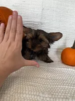 Autumn, a female Yorkshire Terrier for sale in Stillwater, OK – 5 of 5