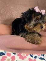 Layney, a female Yorkshire Terrier for sale in Stillwater, OK – 2 of 7