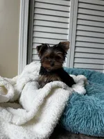 Cosmo, a male Yorkshire Terrier for sale in Colorado Springs, CO – 2 of 5