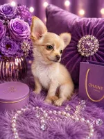 Cici, a female Chihuahua for sale in Colorado Springs, CO – 2 of 2