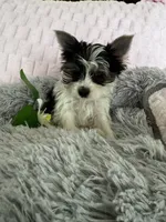 Lacie, a female Yorkshire Terrier for sale in Colorado Springs, CO – 5 of 6