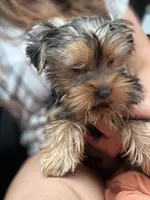 Chance, a male Yorkshire Terrier for sale in Stillwater, OK – 4 of 6