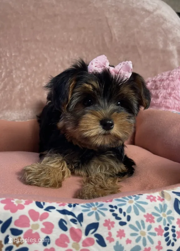 Layney – Yorkshire Terrier puppy for sale in Stillwater, OK