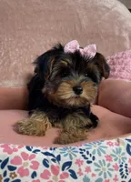 Layney, a female Yorkshire Terrier for sale in Stillwater, OK – 1 of 7