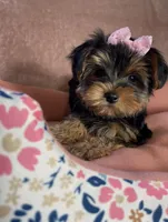 Layney, a female Yorkshire Terrier for sale in Stillwater, OK – 5 of 7