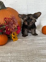 Autumn, a female Yorkshire Terrier for sale in Stillwater, OK – 2 of 5