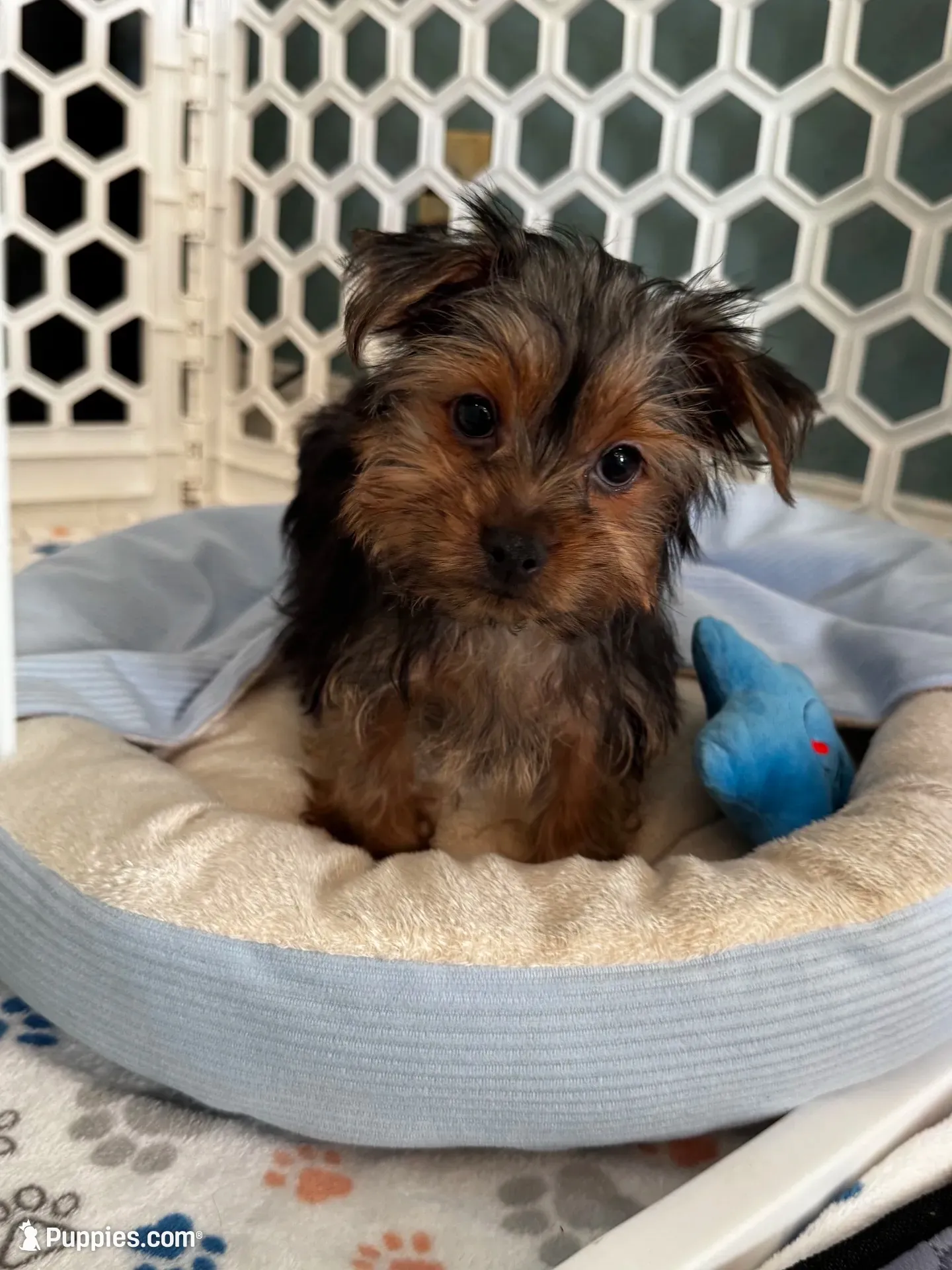 Louie, a male Yorkshire Terrier for sale in Stillwater, OK – 1 of 8