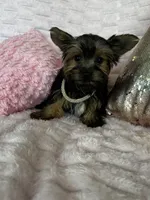 Fendi, a female Yorkshire Terrier for sale in Stillwater, OK – 2 of 5