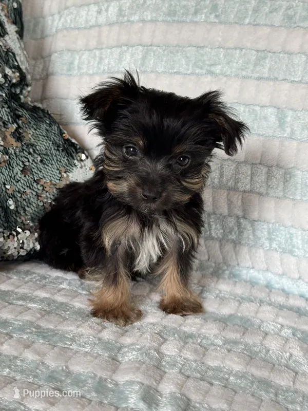 Snuggles – Yorkshire Terrier puppy for sale in Stillwater, OK