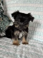 Snuggles, a male Yorkshire Terrier for sale in Stillwater, OK – 1 of 6