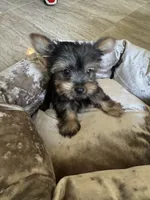 Cosmo, a male Yorkshire Terrier for sale in Stillwater, OK – 4 of 6