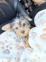 Hancey, a male Yorkshire Terrier for sale in Stillwater, OK – 1 of 5