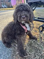 Chessie , a female Poodle - Standard  for sale in Yorktown, VA – Photo 3 of 3