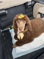 Chessie , a female Poodle - Standard  for sale in Yorktown, VA – Photo 2 of 3