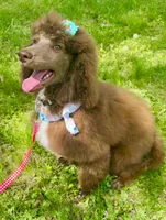 Chessie , a female Poodle - Standard  for sale in Hattiesburg, MS – Photo 4 of 4