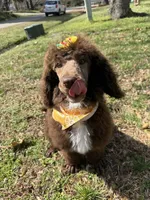 Chessie , a female Poodle - Standard  for sale in Yorktown, VA – Photo 1 of 3