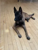 Raven, a female Belgian Malinois for sale in Pittsburgh, PA – 3 of 3