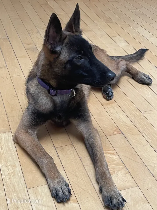 Raven – Belgian Malinois puppy for sale in Pittsburgh, PA