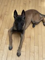 Raven, a female Belgian Malinois for sale in Pittsburgh, PA – 2 of 3