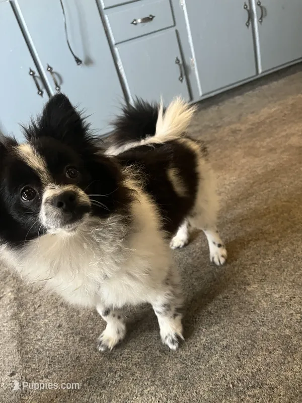 Phillip "Lip" – Pomeranian puppy for sale in Muncie, IN