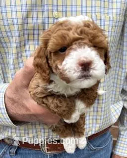 Flavie – Miniature Goldendoodle puppy for sale in Conroe, TX
