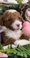 Flavie, a female Miniature Goldendoodle for sale in Conroe, TX – Photo 2 of 2