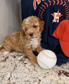 Rusty – Miniature Goldendoodle puppy for sale in Conroe, TX