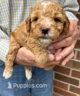 Rusty – Miniature Goldendoodle puppy for sale in Conroe, TX