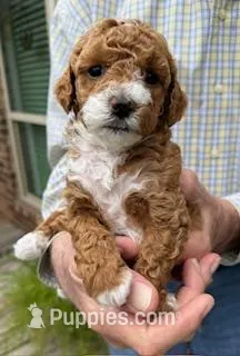 Dollie – Miniature Goldendoodle puppy for sale in Conroe, TX
