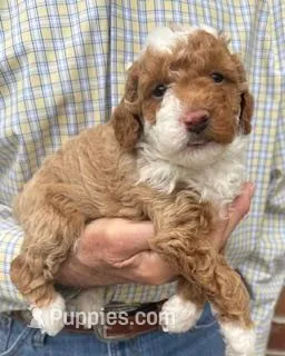 Rowdy – Miniature Goldendoodle puppy for sale in Conroe, TX