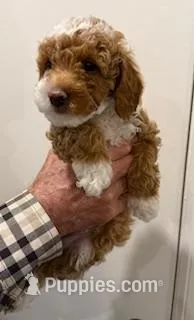 Rowdy – Miniature Goldendoodle puppy for sale in Conroe, TX