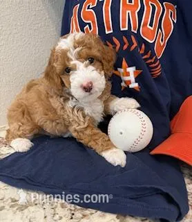 Scooter – Miniature Goldendoodle puppy for sale in Conroe, TX