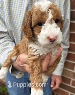 Scooter – Miniature Goldendoodle puppy for sale in Conroe, TX
